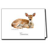White Tail Deer Greeting Card